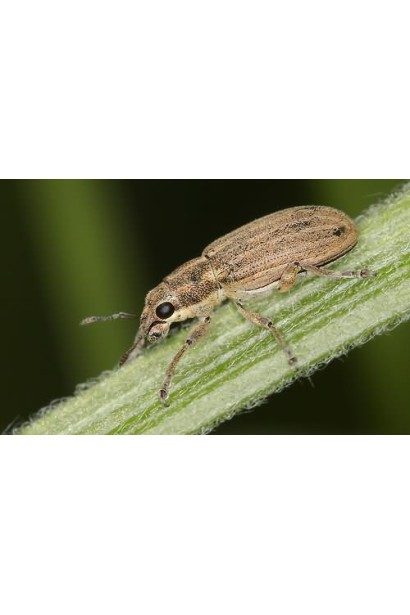 Почковий довгоносик